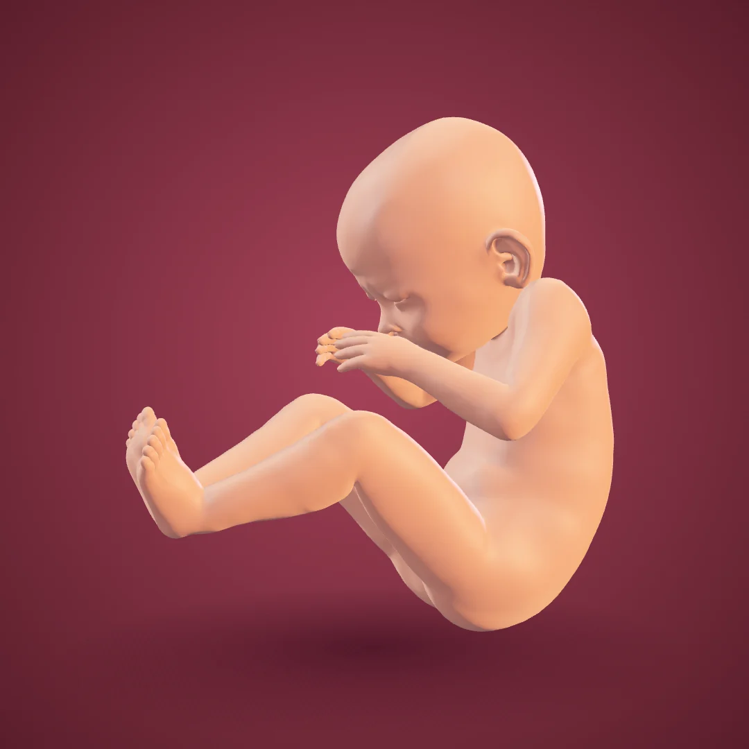Dreidimensionale Darstellung eines Babys